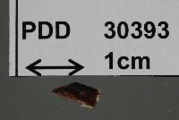 Seismosarca hydrophora image