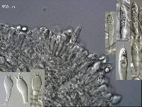 Russula miniata image