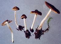 Astrosporina leptospermi image