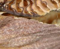 Russula tawai image