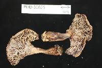 Russula pseudoareolata image