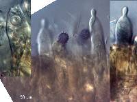 Russula australis image