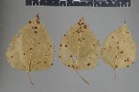 Boeremia exigua var. exigua image
