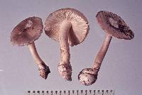 Amanita taiepa image