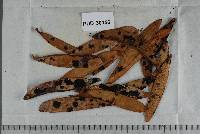 Meliola peltata image