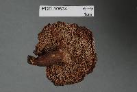 Russula griseobrunnea image