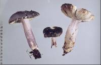 Russula atroviridis image