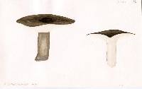 Russula griseobrunnea image