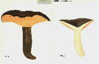 Lactarius novae-zelandiae image