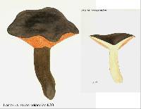 Lactarius novae-zelandiae image