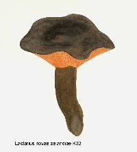 Lactarius novae-zelandiae image