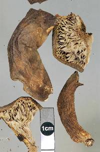 Lactarius novae-zelandiae image