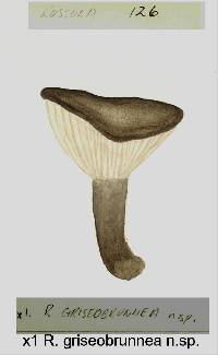 Russula griseobrunnea image