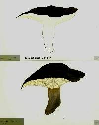 Lactarius turpis image