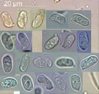 Tricholomopsis ornaticeps image