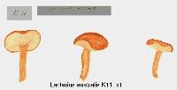 Lactarius umerensis image