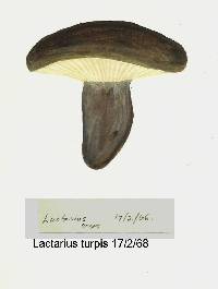 Lactarius turpis image