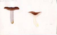 Russula griseostipitata image