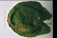 Image of Cladosporium colocasiae