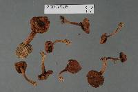Astrosporina aequalis image