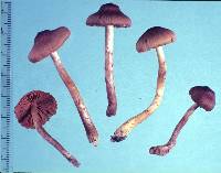 Dermocybe castaneodisca image