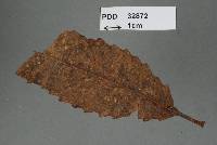 Chalara gracilis image