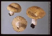 Russula allochroa image