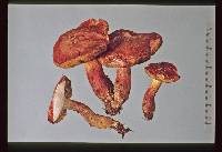 Boletus rubellus image