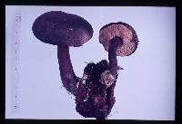 Tylopilus formosus image