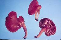 Hygrocybe elegans image