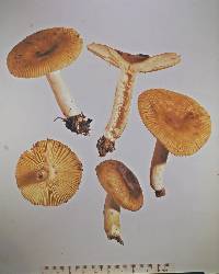 Russula acrolamellata image