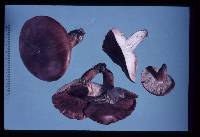 Tricholoma pessundatum image