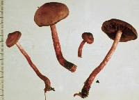 Dermocybe cardinalis image