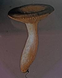 Russula acrolamellata image