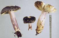 Russula atrovirens image