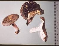 Russula macrocystidiata image