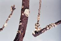 Calyptella totara image