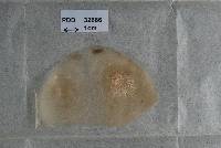 Nectria phormiicola image