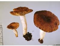 Russula acrolamellata image