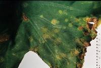 Cladosporium colocasiae image