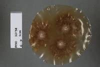 Cryptosporiopsis citri image