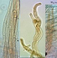 Tricholomopsis scabra image