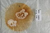 Peristomialis corynospora image