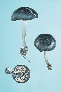 Entoloma duplocoloratum image