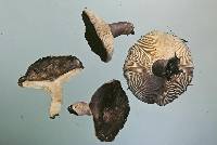 Russula griseobrunnea image