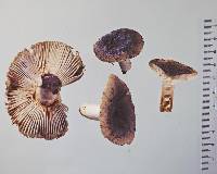 Russula vinaceocuticulata image