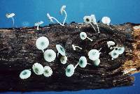 Mycena veneta image