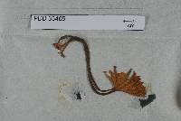 Armillaria fuscipes image