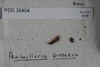 Armillaria procera image