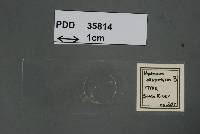 Image of Hydnum dispersum